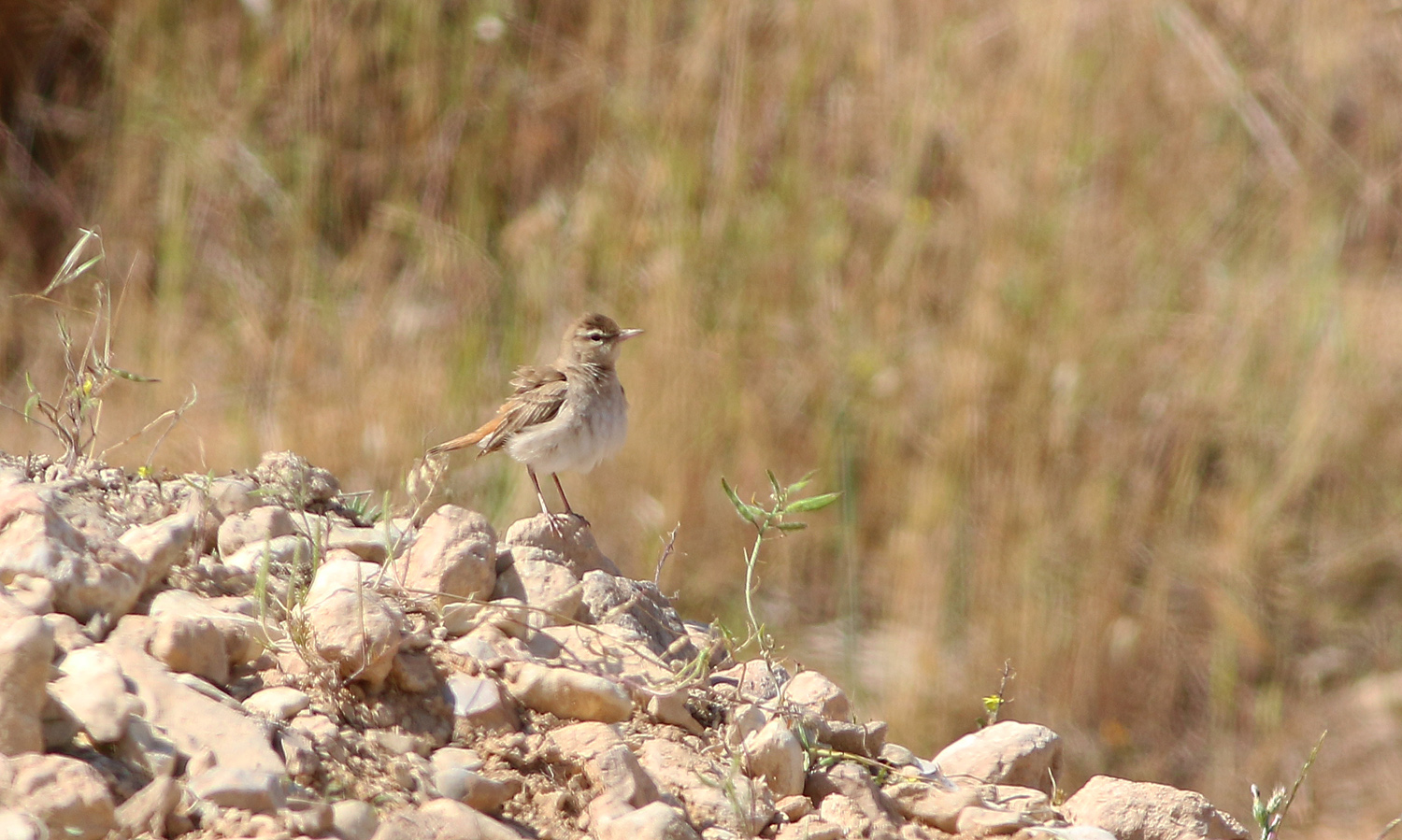 Rufous-tailed Scrub-Robin